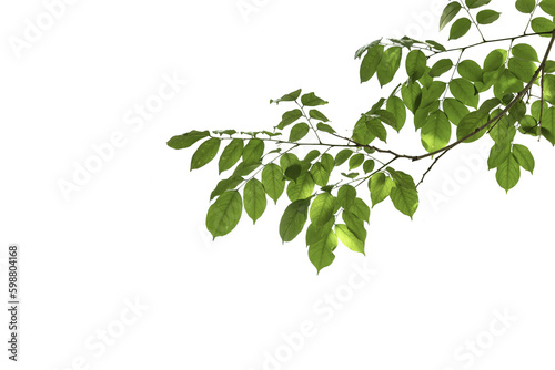 Fotografie, Tablou branch leaves or green leaf isolated. Tree Leaf Frame