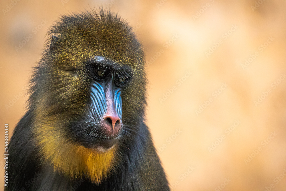 Obraz premium Mandrill | Mandril