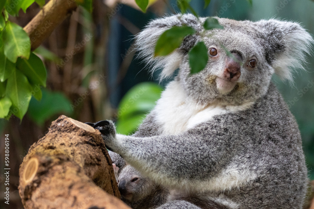 Obraz premium Koala
