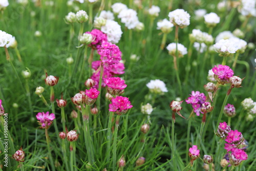 Armeria maritima. Pink and white sea thrift flowers in garden. Close up.