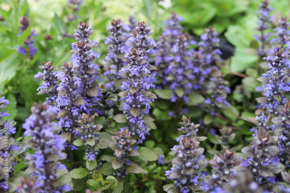 Ajuga reptans. Blue bugle flowers in spring garden. Ajuga reptans. Blue bugle flowers in spring garden.