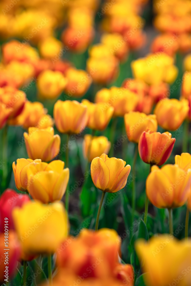 Group of red and yellow tulips in park Group of red and yellow tulips in park