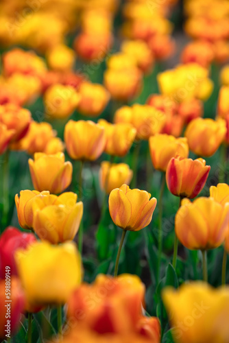 Group of red and yellow tulips in park
