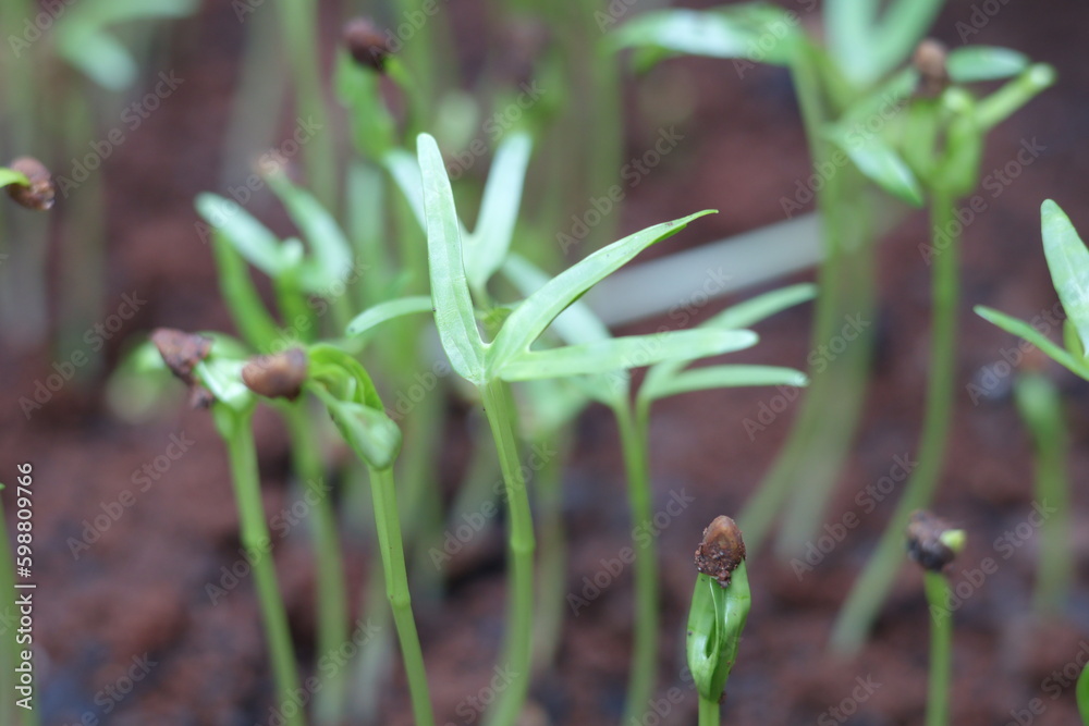 Planting kale seeds that are starting to sprout Planting kale seeds that are starting to sprout