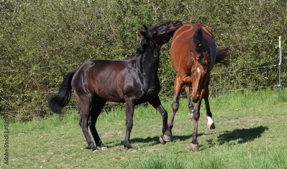 Pferd springt in die Luft, spielen, Luftsprung, Bocken, Weide, Sportpferd Pferd springt in die Luft, spielen, Luftsprung, Bocken, Weide, Sportpferd