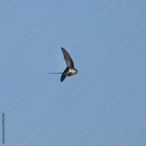 asian house martin in flight