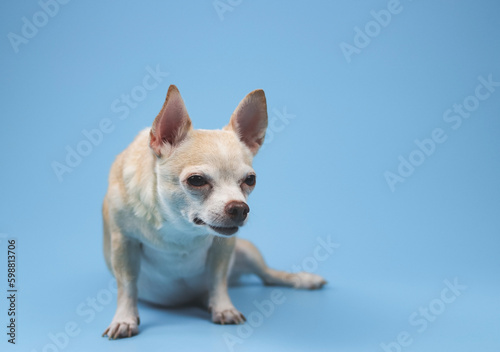 brown short hair Chihuahua dogs sitting  on blue background, squint his eyes looking aside.