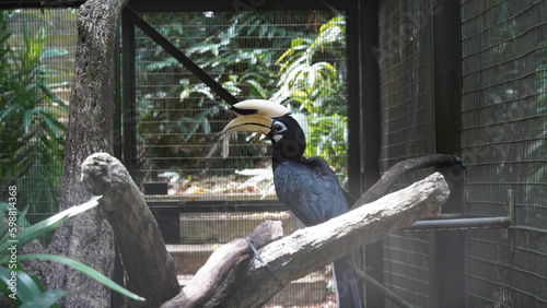 Buceros bicornis|Great Hornbill|Great lndian Hornis|雙角犀鳥|黑板擦鳥 photo