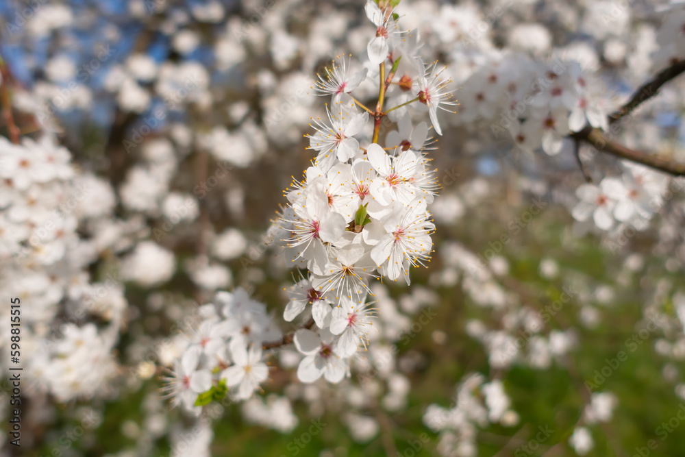 Spring colors, white flowers on the tree