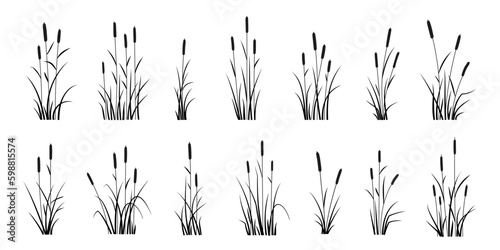 Fotografia various reed silhouettes