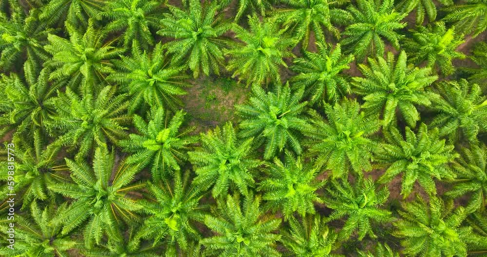 Aerial view palm oil park Aerial view palm oil park