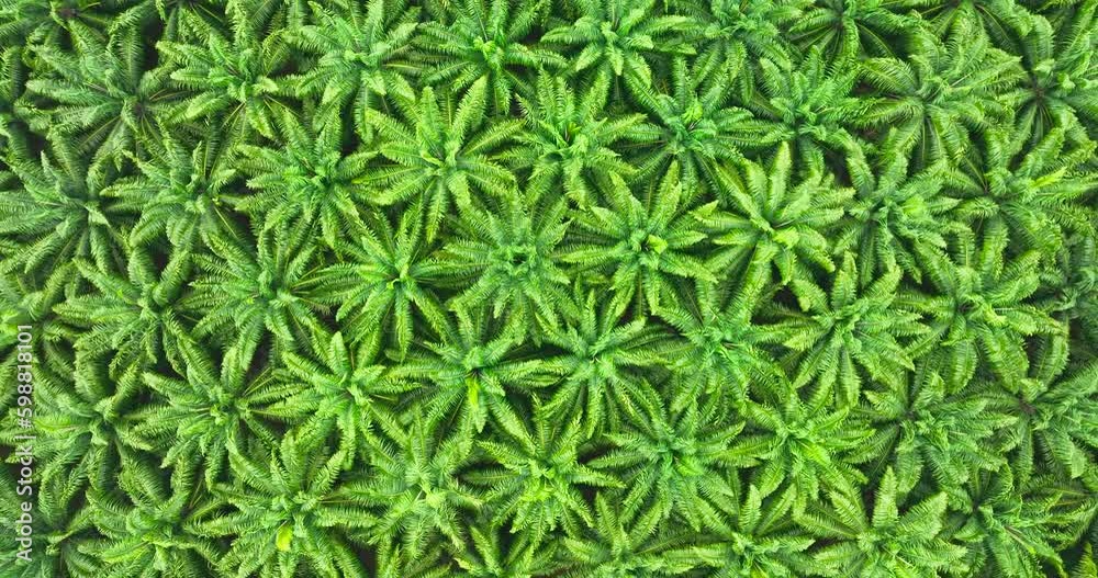 Aerial view palm oil park Aerial view palm oil park