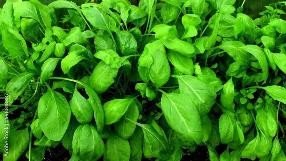 spinach, cultivation in a greenhouse, closeup with camera drive spinach, cultivation in a greenhouse, closeup with camera drive