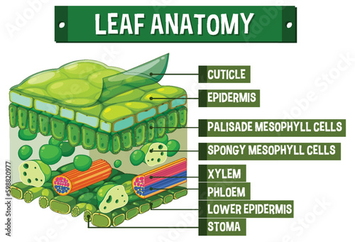 Internal structure of leaf diagram