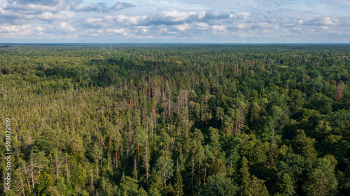 Polish part of Bialowieza Forest to east