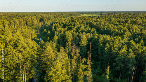 Polish part of Bialowieza Forest to east photo