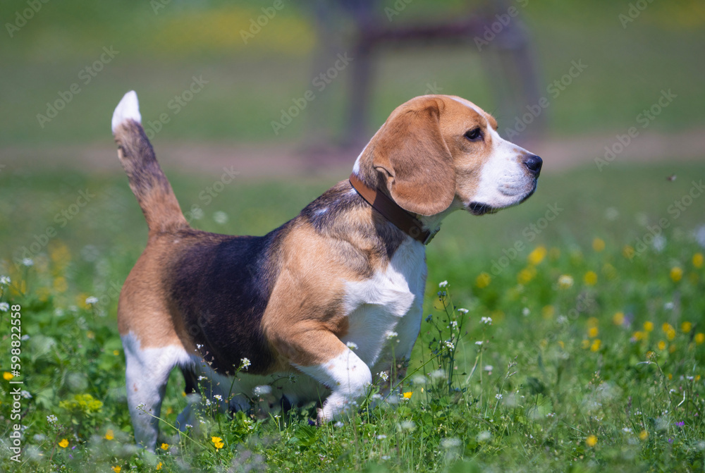 beagle in the grass