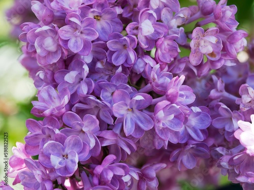 Closeup of lilac flowers in full bloom