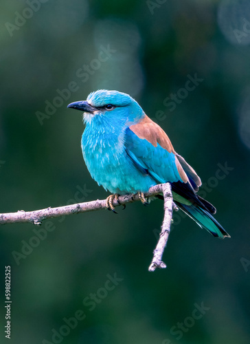 blue bird on a branch © DoboIvanov