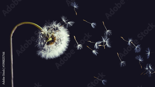 Fluffy dandelion on the black background