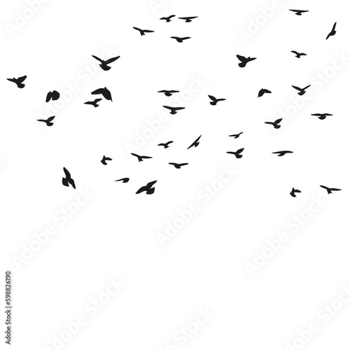 A flock of flying birds silhouette  flight in different positions. Hover  soaring  landing  flying  flutter. Isolated vector