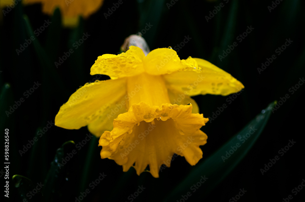 Obraz premium Narcissus, Beautiful yellow flower.