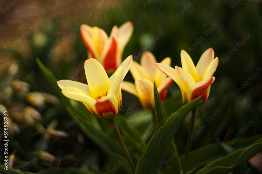 Botanical tulip, with bumblebee. Botanical tulip, with bumblebee.