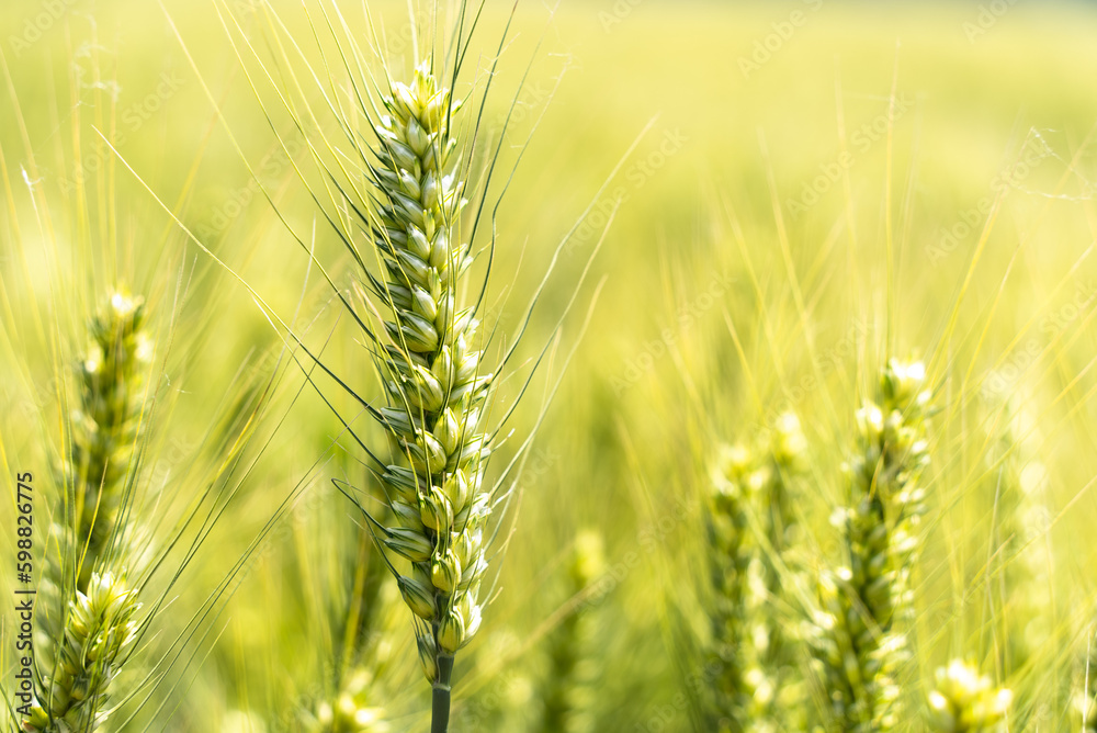 close up of wheat field
