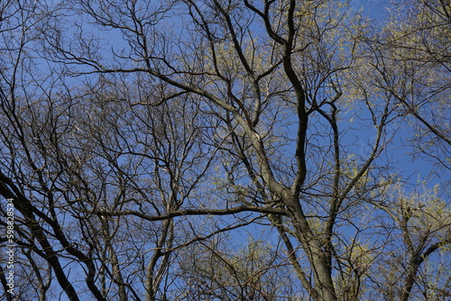 Tree burgeoning branches in beautiful spring light on blue clear sky. Nature renewal serene background.