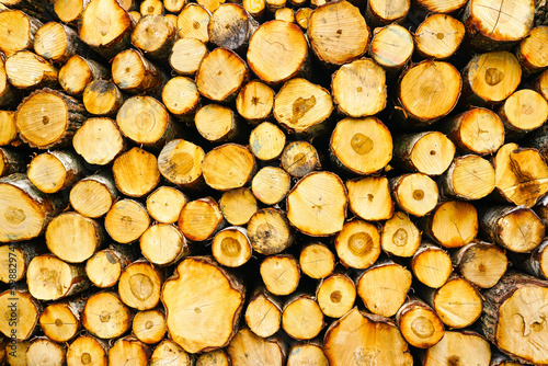 Background image of a cut tree  natural wooden background  logging  timber harvesting  stacked logs