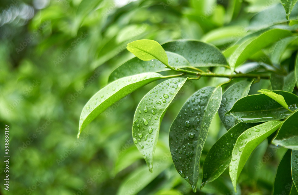 Emerald green leaves wet by rain Emerald green leaves wet by rain