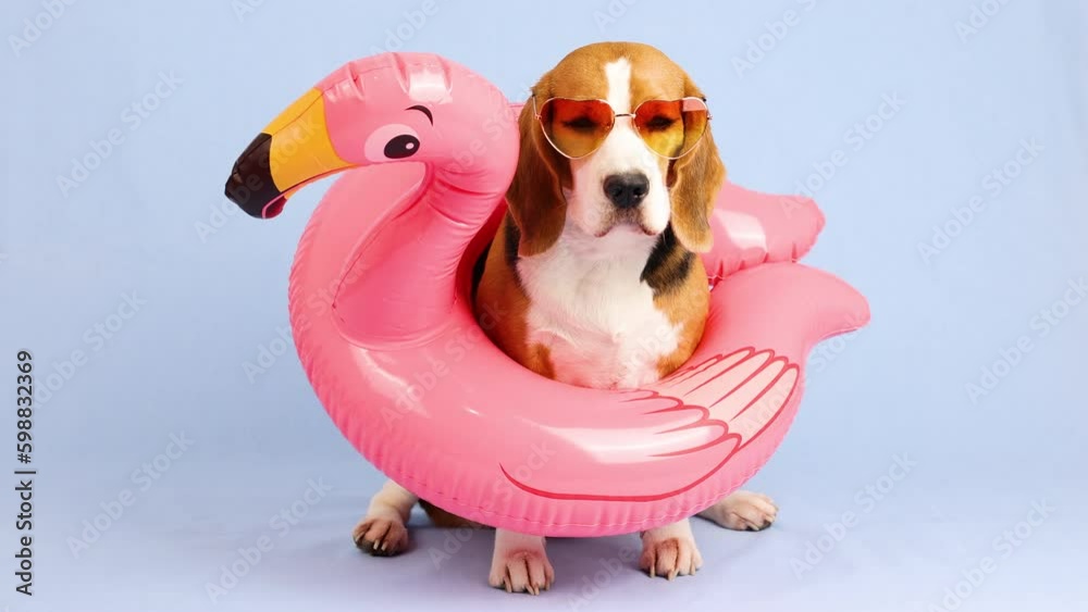 A beagle dog in sunglasses and an inflatable pink flamingo is ready for a vacation at sea. 4k footage