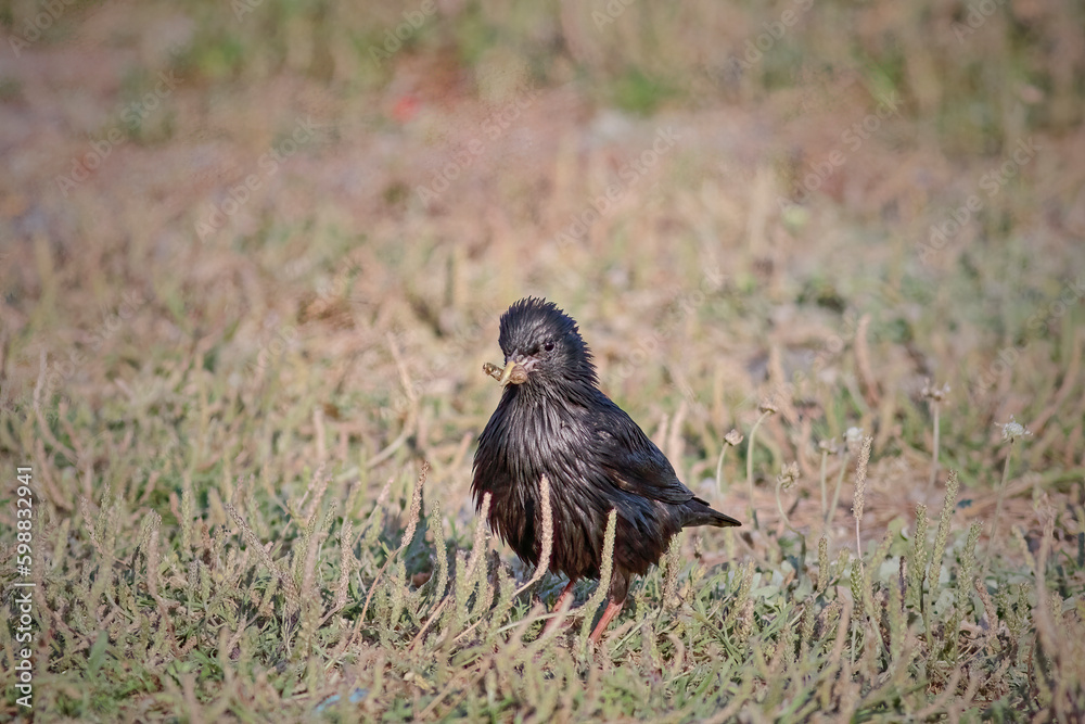 Obraz premium Blackbird eating a worm