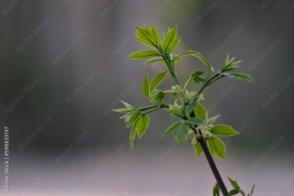 Naklejka premium Young leaves on a tree branch in the spring, close-up