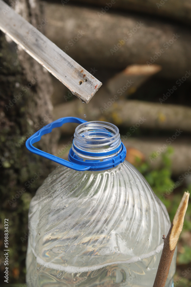 Fototapeta premium Collection of birch sap