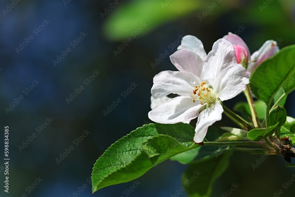 Apple blossoms in spring. Selective focus. Space for text. Apple blossoms in spring. Selective focus. Space for text.