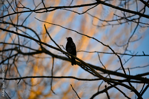 Blackbird sitting in tree singing in the morning
