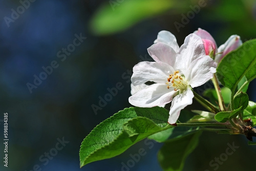 Apple blossoms in spring. Selective focus. Space for text.