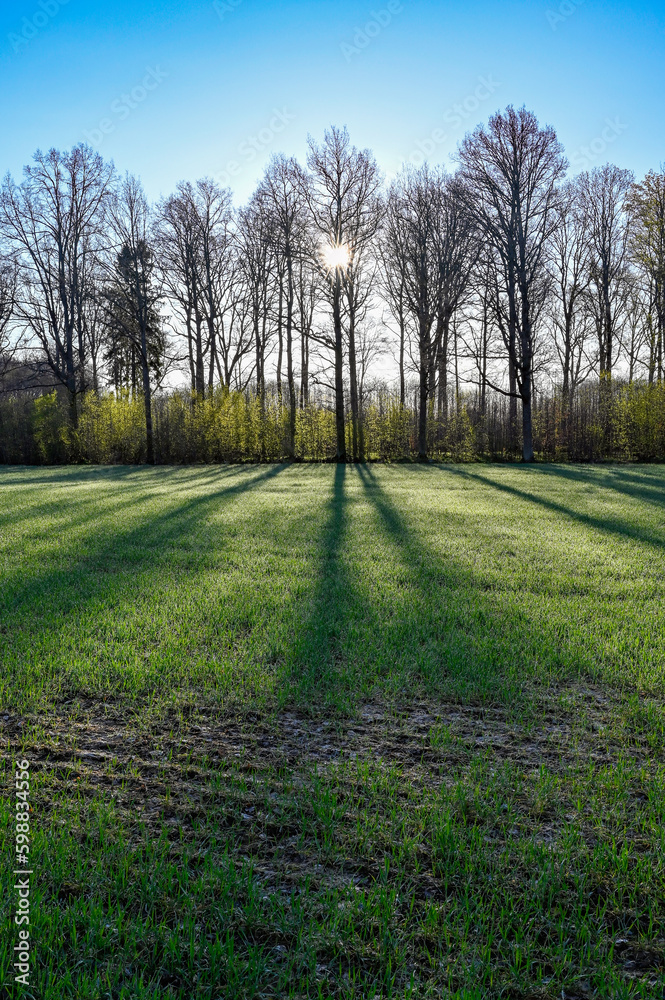 backlight through trees and shadows over green field