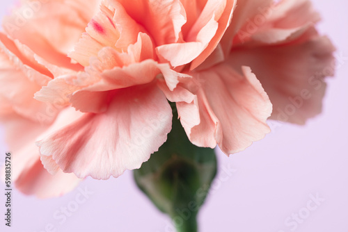 Orange carnation on pink background