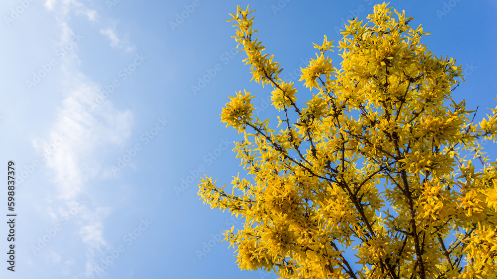 Forsythia Yellow Flowers Blooming against the Blue Sky Background. Golden Bell, Border Forsythia, Forsythia x Intermedia, Europaea bush in Spring Garden, Copy Space Banner. Forsythia Yellow Flowers Blooming against the Blue Sky Background. Golden Bell, Border Forsythia, Forsythia x Intermedia, Europaea bush in Spring Garden, Copy Space Banner.