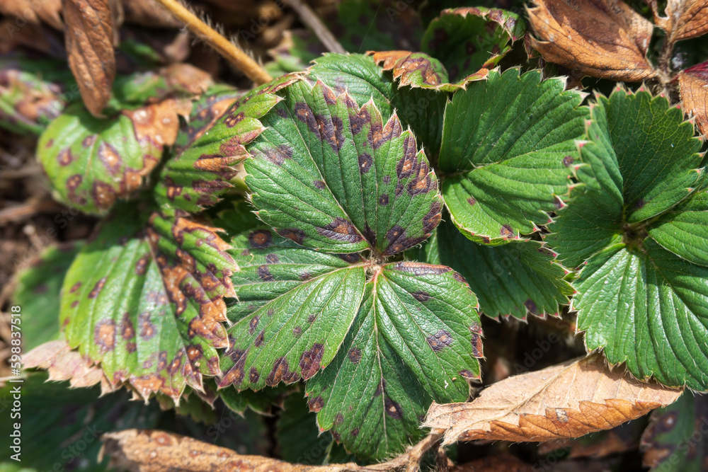Strawberry plant with Reddishbrown Spots on the Leaves. Symptoms of Strawberry Disease
