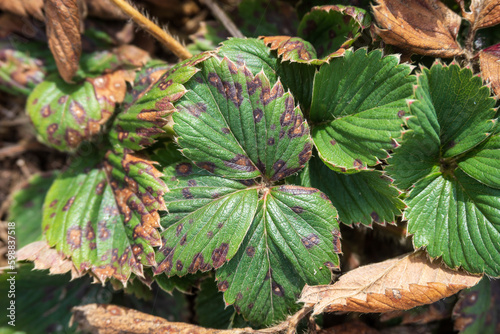 Strawberry plant with Reddish-brown Spots on the Leaves. Symptoms of Strawberry Disease. Affected Leaf of an Old Bush in the Spring garden close-up.