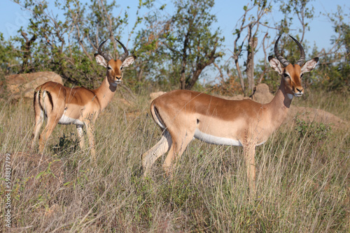 Schwarzfersenantilope   Impala   Aepyceros melampus