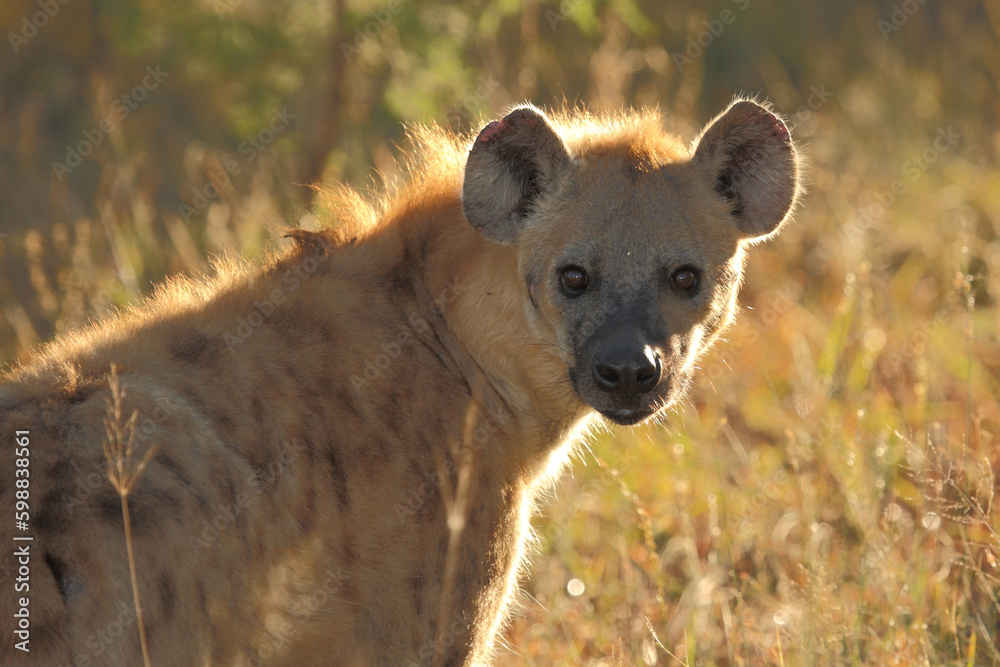 Tüpfelhyäne / Spotted hyaena / Crocuta crocuta