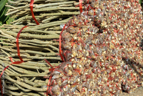 A pile of Acacia pennata seedlings at a rural market in Thailand photo