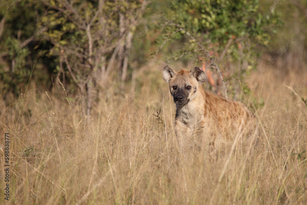 Obraz premium Tüpfelhyäne / Spotted hyaena / Crocuta crocuta