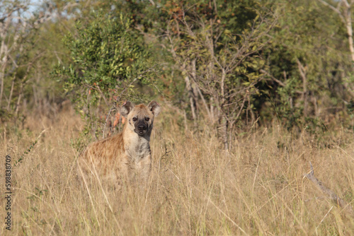 Tüpfelhyäne / Spotted hyaena / Crocuta crocuta