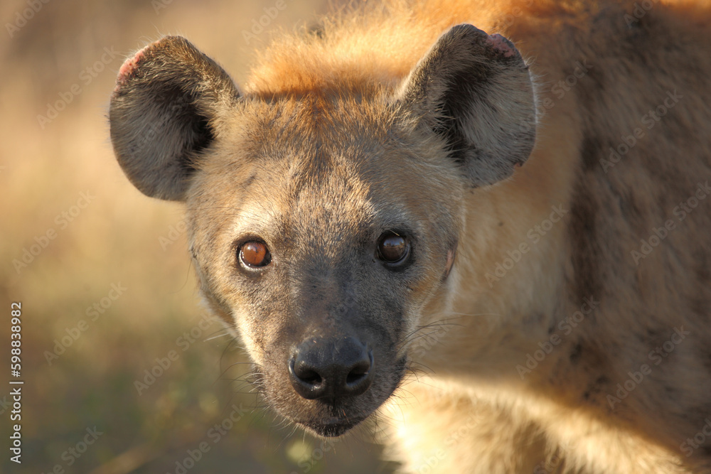 Tüpfelhyäne / Spotted hyaena / Crocuta crocuta Tüpfelhyäne / Spotted hyaena / Crocuta crocuta