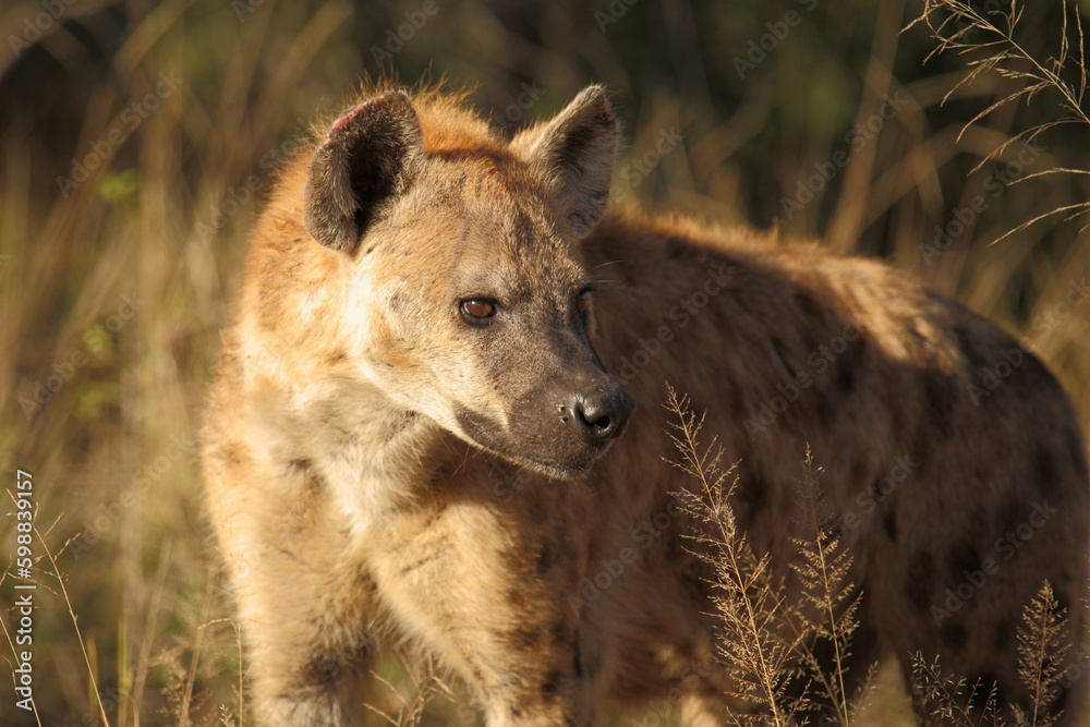Tüpfelhyäne / Spotted hyaena / Crocuta crocuta Tüpfelhyäne / Spotted hyaena / Crocuta crocuta